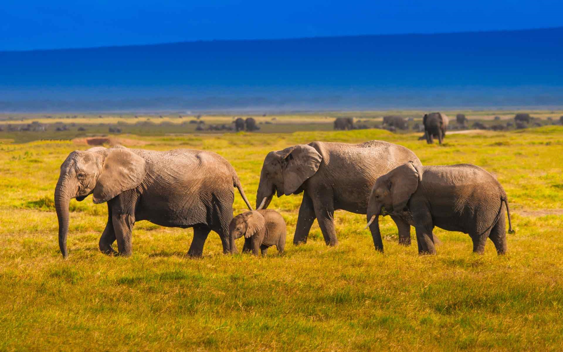 Herds of Elephants grazing within Mt. Kenya
                                                    