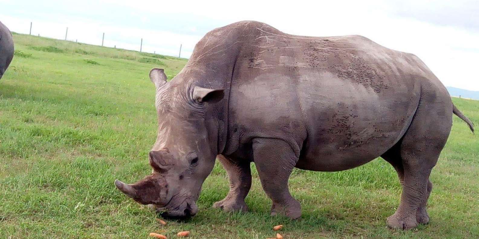 Photo of Olpejeta
                                                    