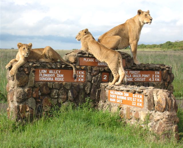 Lioness and cubs in Nairobi National Park, Kenya: A breathtaking wildlife safari experience just outside the city"