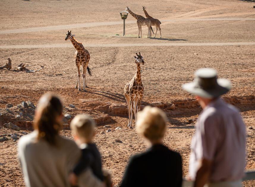 Photo of visitors admiring a group of giraffes at the Giraffe Centre as part of the Nairobi National Park, Giraffe Centre, and Elephant Orphanage package