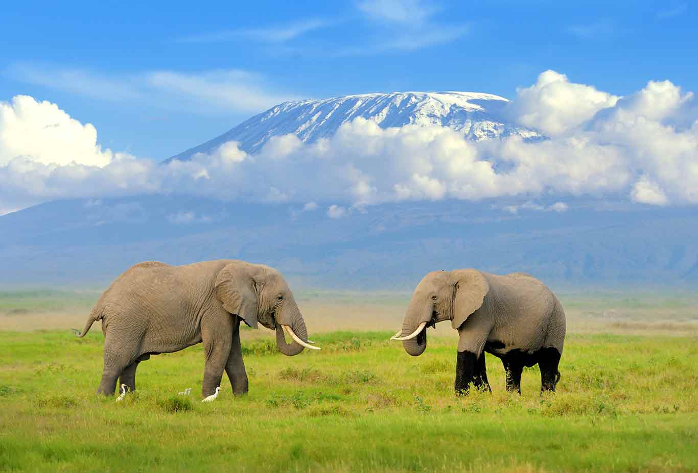 A photo of Elephants grazing around Mt. Kilimanjaro
