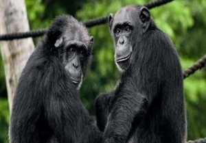Chimpazees enjoying the olpejeta conservancy