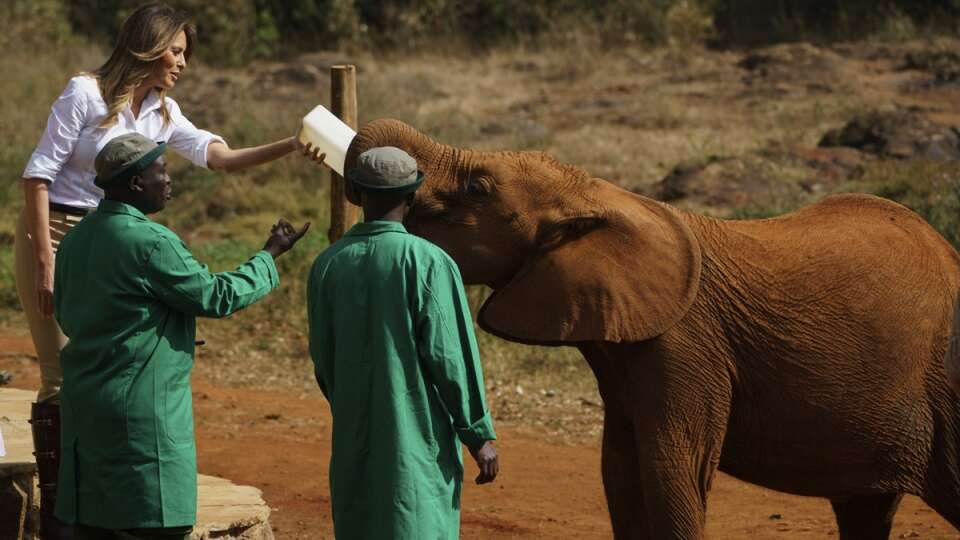 David Sheldrick Image