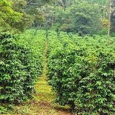 Fairview Coffee Farm Photo