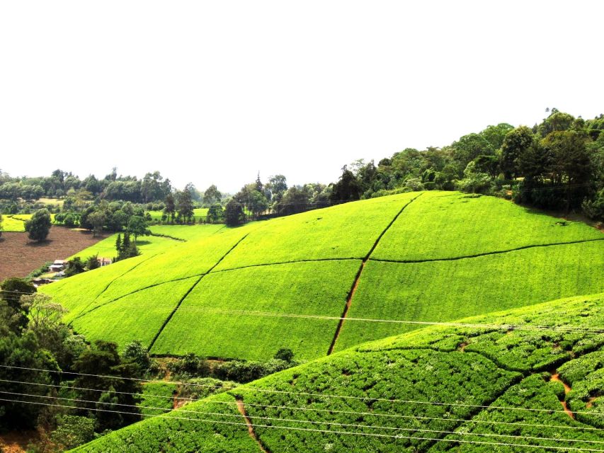 Kiambethe- Tea-Farm