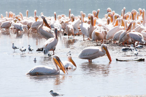 Photo of Lake Naivasha