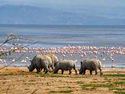 Lake nakuru Photo