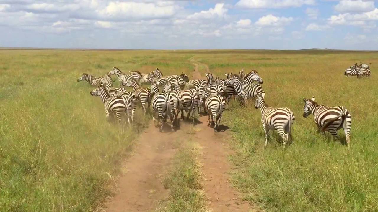 Nairobi National Park Day Trip