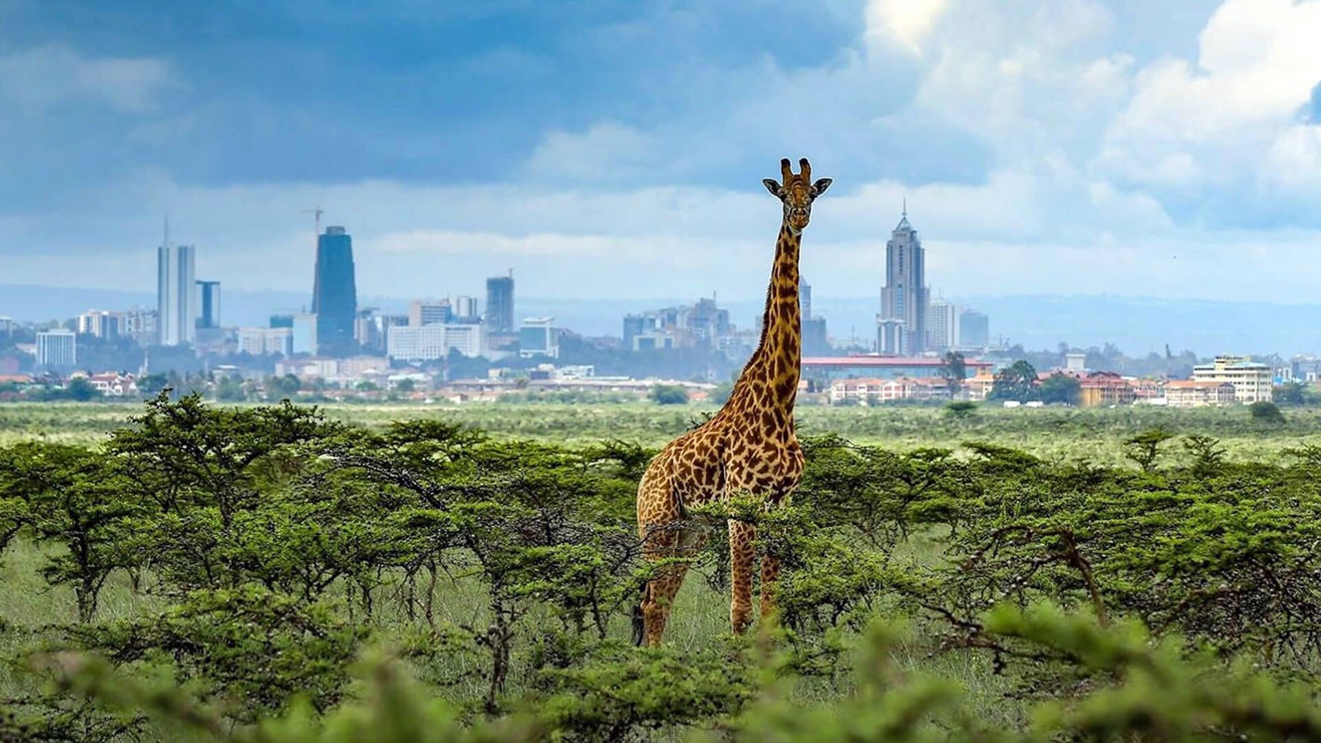 Zebras In Nairobi National Park