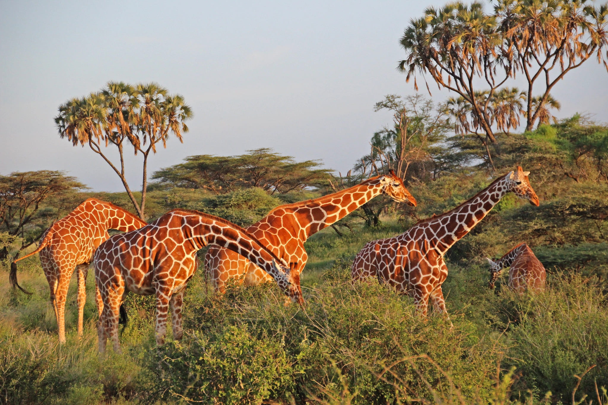 Giraffee Image