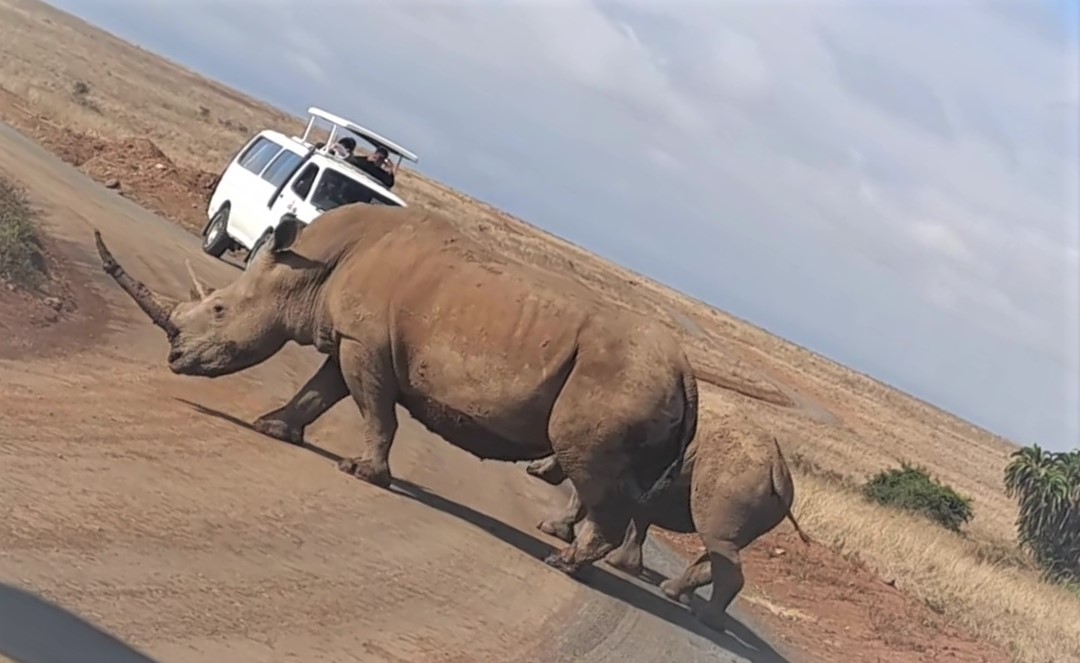 Photo Rhinos at  Amboseli National Park