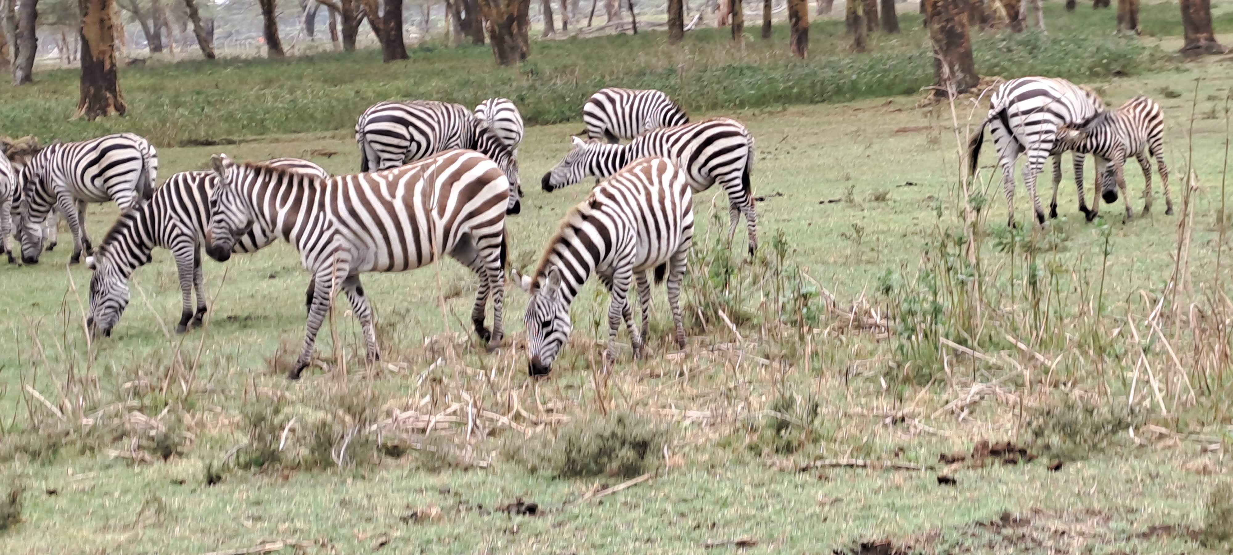 Zebra Grazing at Nairobi National Park