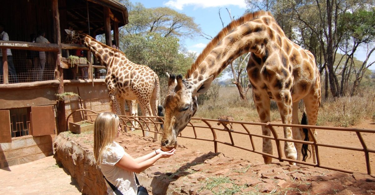 Giraffes in the wild during a Splash Africa day tour in Kenya, highlighting the wildlife experiences offered in the tours