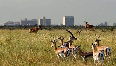 A herd of zebras grazing in Nairobi National Park, Kenya, with the city skyline in the background