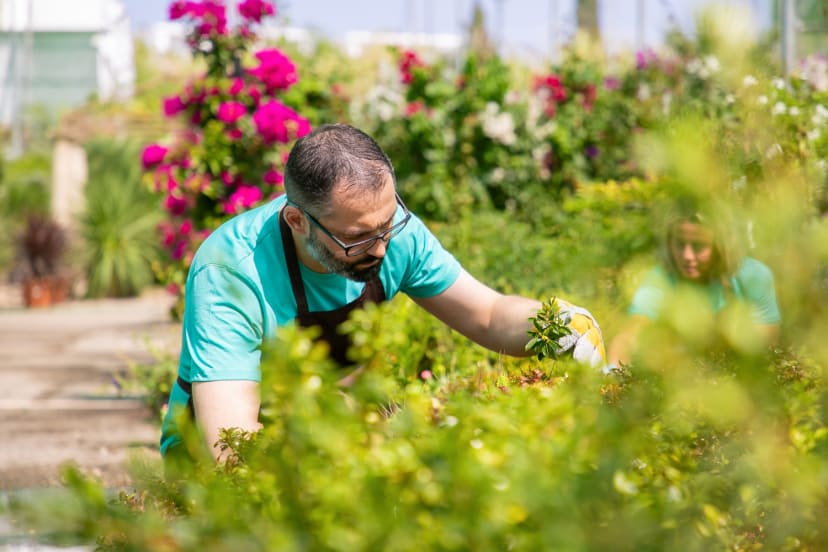 Gardening & outdoor upkeep image