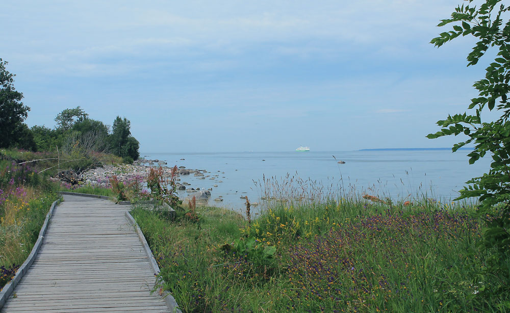 Paljassaare looduskaitseala image 1
