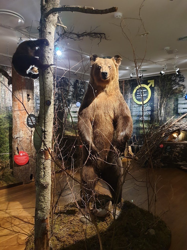 Eesti Loodusmuuseum kaanepilt