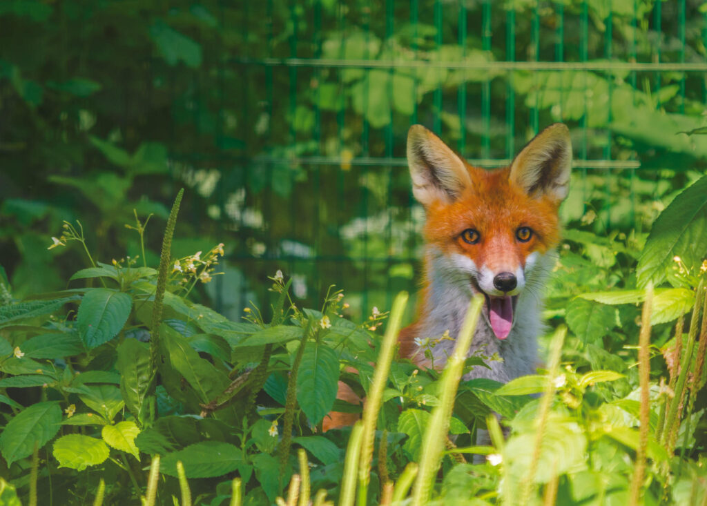 Elistvere Animal Park image 1