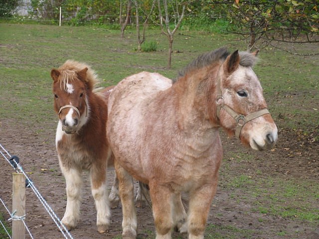 Kuristu Talu Miniloomad kaanepilt