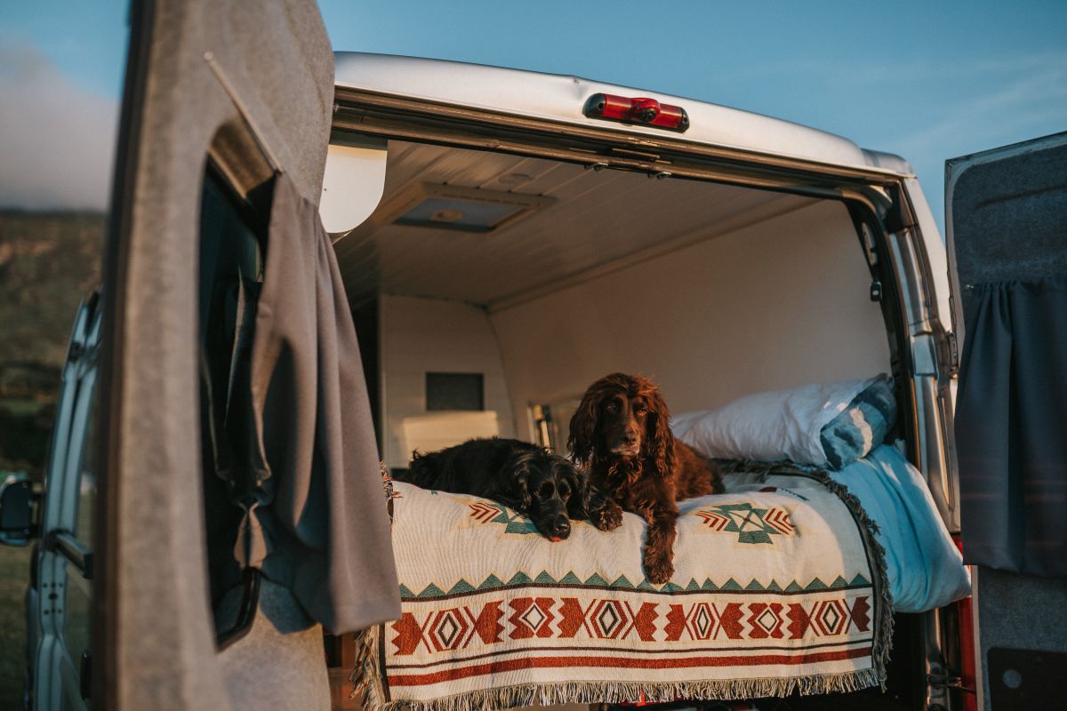 Discover the best dogfriendly places in the Cotswolds Things to do