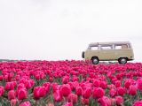 Tulpenvelden bezoeken: hier vind je de mooiste bollenvelden van Nederland