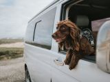 Op campervakantie met je hond? 7 handige tips