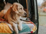 In de media, AD: 'Camperonderzoek 2022: dit is de ideale hond voor een kampeervakantie'
