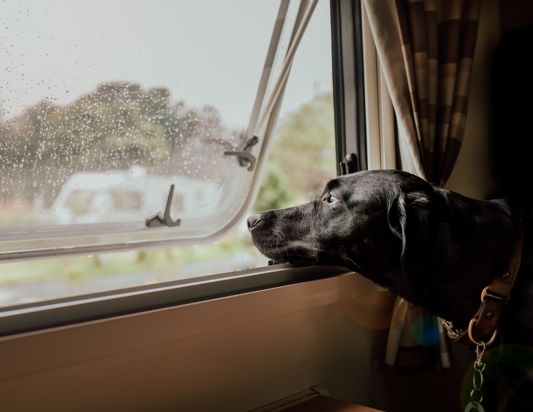 Top 10 hondvriendelijke campings in Nederland