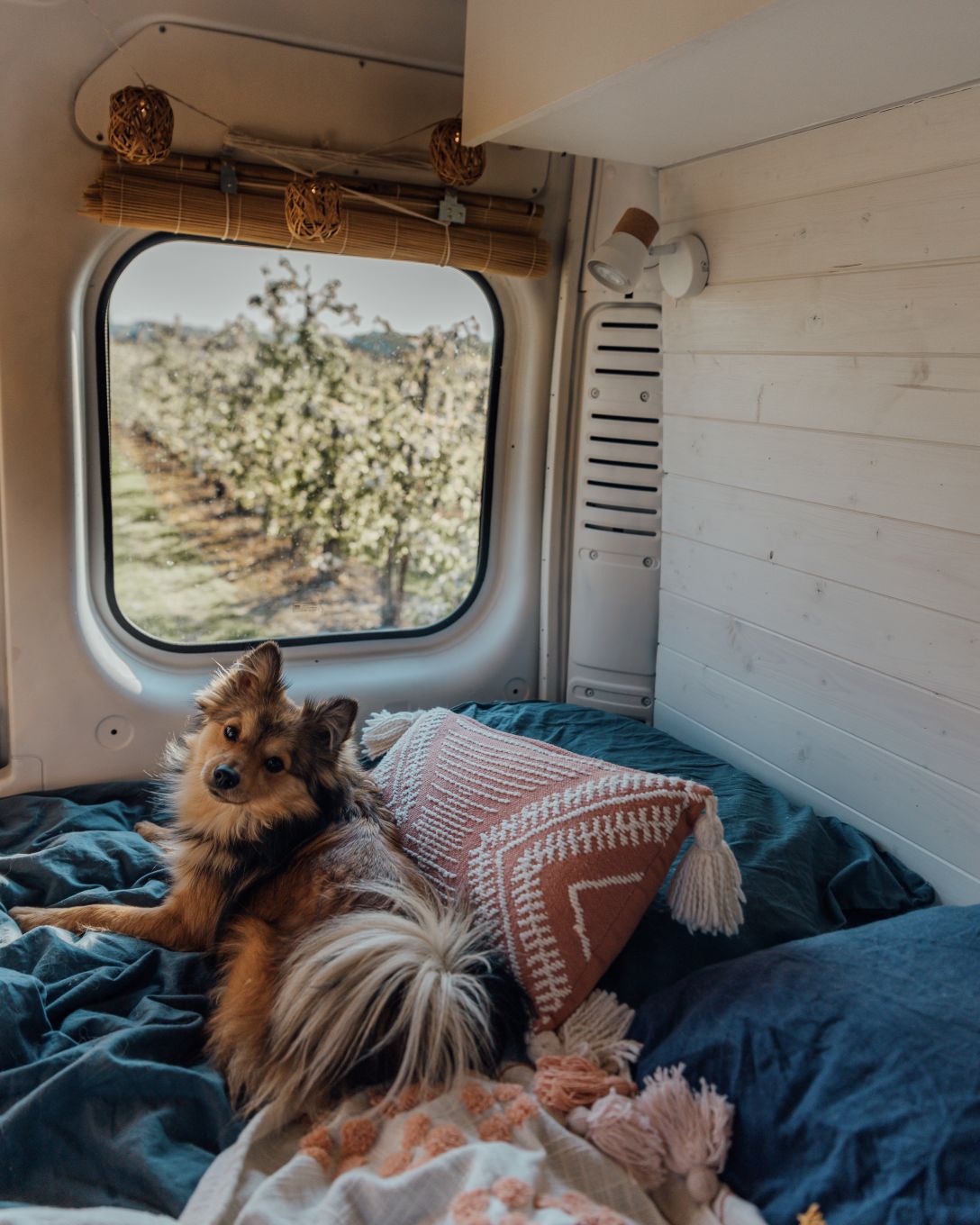 Dit zijn de meest hondvriendelijke landen in Europa