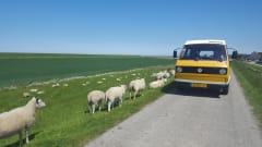 Mr. Yellow – Experience this unique VW T3 Westfalia Joker; refurbished and complete!