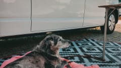 Willi – VW T6.1 - The feel-good camper with lots of space!