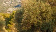 Yosemite  – Premium Outdoor Van Rental