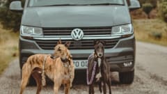 Harley – When Dog Friendly Means Dog Friendly - Luxury VW T6.1 Campervan