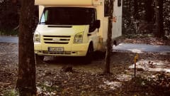 Nasenbär – old lady