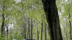 Tour Bus – 4 berth Volkswagen campervan from 2017