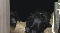 The one with the Orange Triangles – 2020 MWB VW Crafter