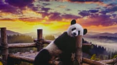 Pandabeer. – Unieke Rust gevende Familie camper 4 personen.