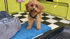 Sunshine  – 4berth T6.1 VW. Insurance included.