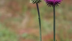 4p Volkswagen California  Coast campervan uit 2022 