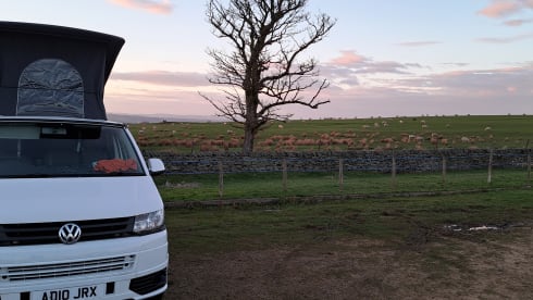 Transporter-Saurus-Rex – Transporter-Saurus-Rex... a 4 berth Volkswagen campervan from 2010