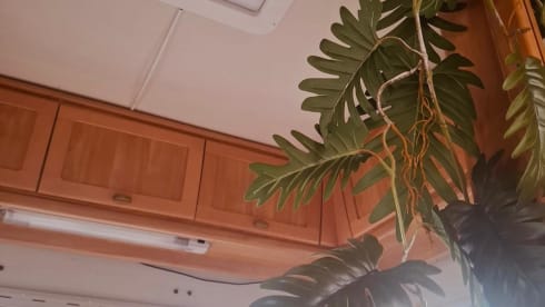 Willemien – Enjoy this characterful Hymer camper!