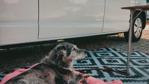 Willi – VW T6.1 - The feel-good camper with lots of space!
