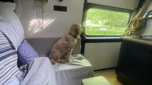 Rita – Rita the Boxer