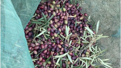 Charlie – Mercedes Charlie 308D