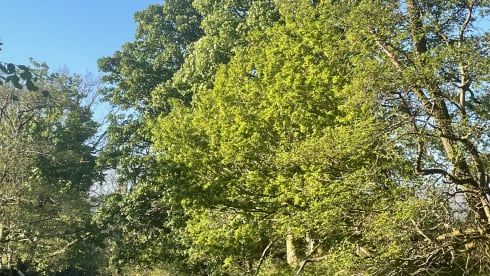 Acorn – 4 Berth Luxury VW Pop Top Campervan Loch Lomond