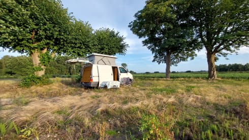 Amerai il nostro bel camper Volkswagen insieme al tuo cane o gatto!