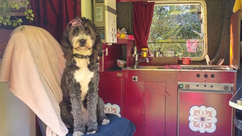 "Mijn-Crafter" sfeervol Off grid  – 2p Volkswagen bus uit 2008
