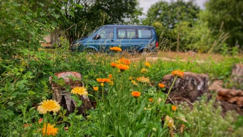 Toontje – Toontje: 4p Volkswagen campervan from 2017