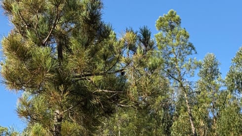 StoryBus  – Mercedes-Benz Wohnmobil für 2 Personen aus dem Jahr 2009