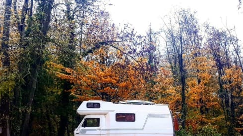 Robusto – p Volkswagen alcove from 1984